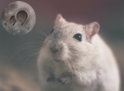 Hamsters Full Moon Hamsters Full Moon