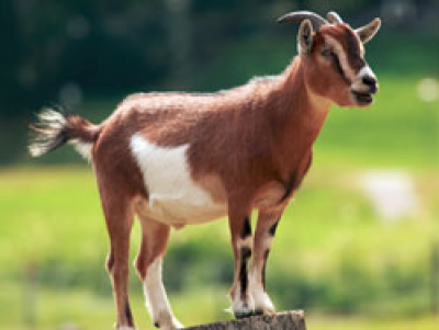 Goat Goat