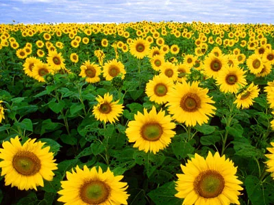 Sunflowers Sunflowers
